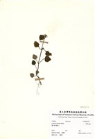 藏品(華野芝麻)的圖片